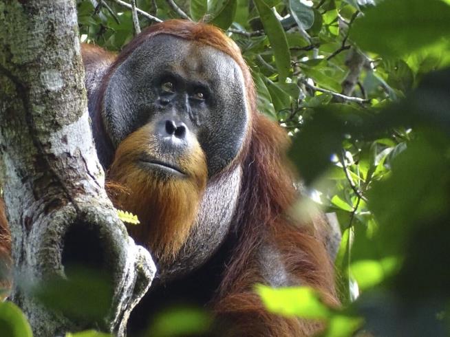 Orangutan Seems to Treat Wound With Medicinal Plant