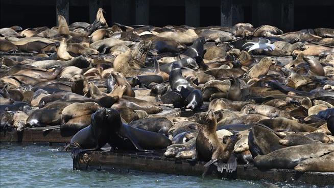 1K Sea Lions Plop Themselves Along SF's Pier 39