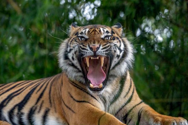 Plantation Worker Mauled to Death by Tiger