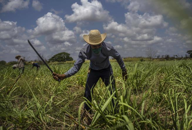 Cuba, Once the Land of Sugar, Now Must Import It