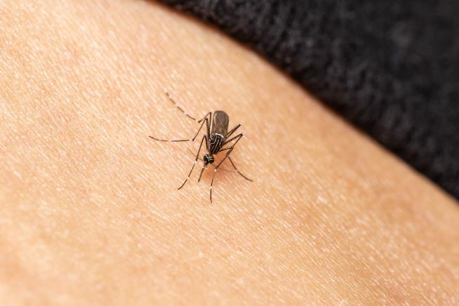 These US Cities Are Heaven for Mosquitoes