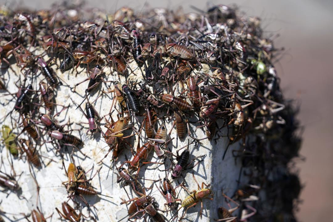 Mormon Crickets Are Causing Crashes in Nevada