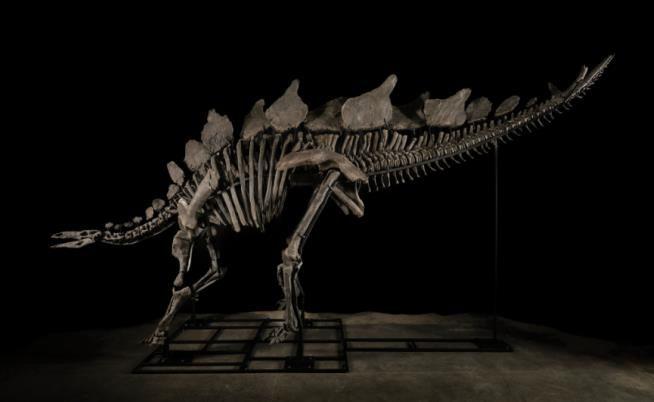 Scientists Bristle at Auction of a Rare Stegosaurus