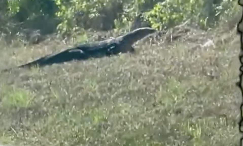 They Thought It Was a Gator. Then They Saw Its Tongue