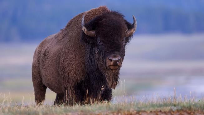 Bison Gores 83-Year-Old Woman at Yellowstone