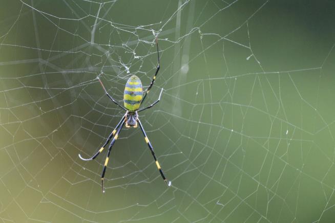 Giant Parachuting Spiders Will Be Summering in NY, NJ