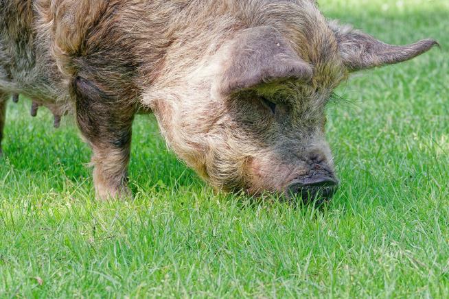 Address Mix-Up Gets Family's 2 Pet Pigs Slaughtered