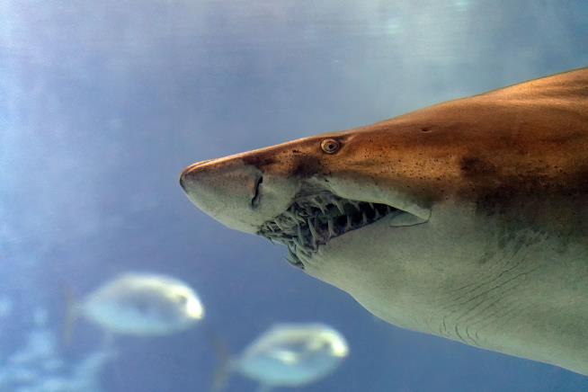 Shark Attacks Hit Florida Coast, 4 Miles Apart