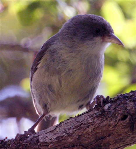 Millions of Altered Mosquitoes Could Save Hawaii's Birds