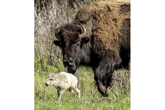 Sioux Celebrate Birth of Rare White Buffalo