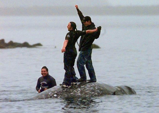 Feds Say Tribe Can Resume Hunting Whales