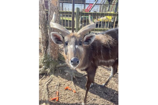 Squeezable Food Pouch Killed Beloved Antelope, Zoo Says