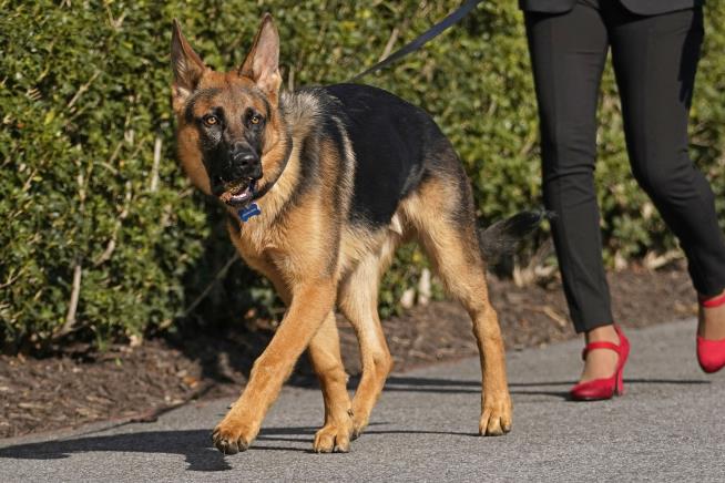Report: Secret Service Griped Bidens' Dog Should Be Muzzled