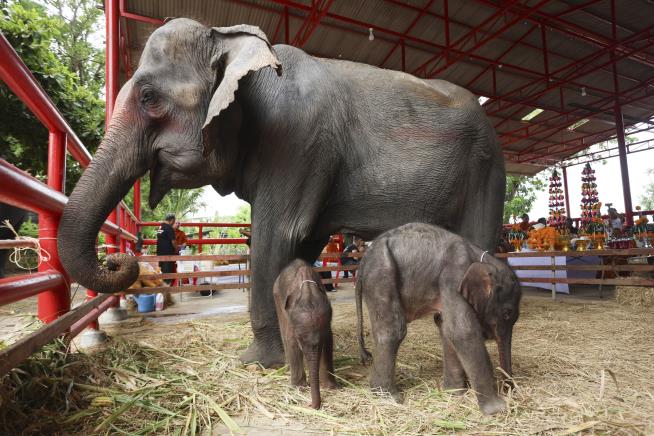 Rare Birth of Twin Elephants Was Almost a Tragedy
