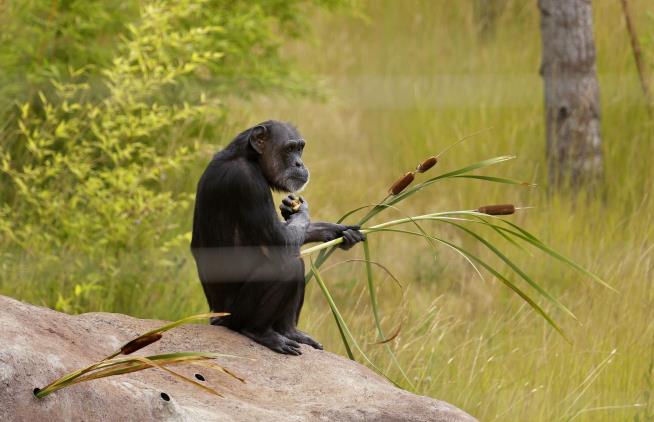 Chimps' Chewing of Medicinal Plants Is No Fluke