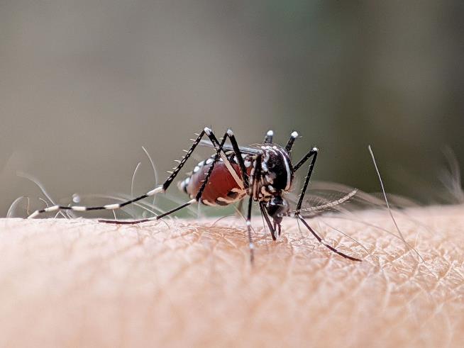 Disease-Ridden Mosquitoes Are Swarming Vegas