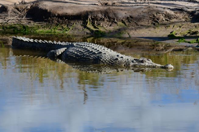 Remains of Girl Snatched by Saltwater Croc Found