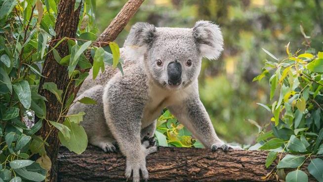 Century-Old Koala Sanctuary Puts End to Cuddling