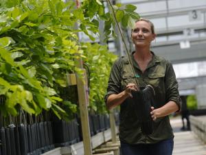 Could This Ancient Tree Be a Renewable Energy Source?