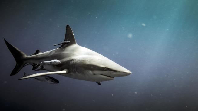 Shark Bites Teen Training to Be Lifeguard