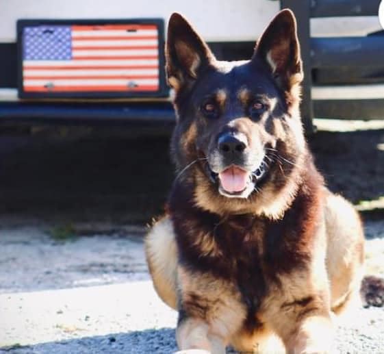 Police Dog in Florida Dies After 'Heat Episode'
