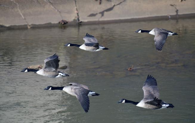 After 'Miracle on the Hudson,' These Bird Detectives Got the Call