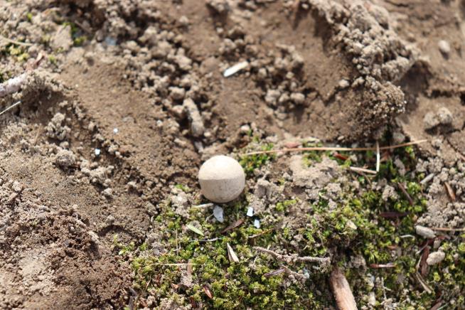 Musket Balls From 'Shot Heard Round the World' Are Found