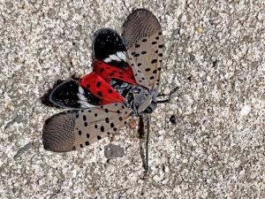 Spotted Lanterflies May Be Catching Rides Around the Country