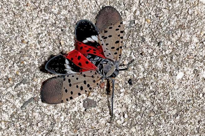 Spotted Lanterflies May Be Catching Rides Around the Country