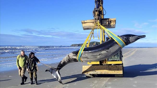 Could This Dead Whale Unlock a Species' Secrets?