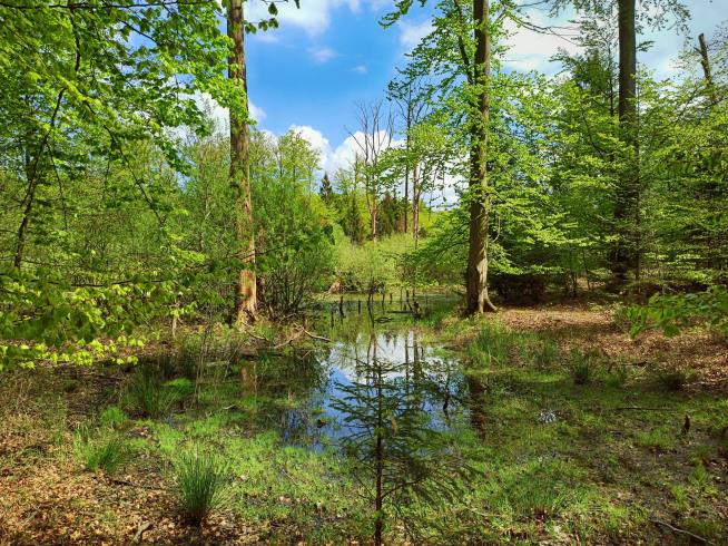 Man Missing 4 Days Found Alive in Maine Bog