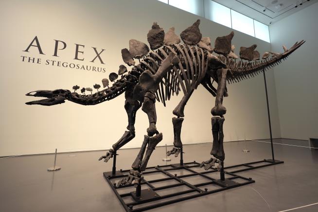 Biggest Stegosaurus Fossil Ever Found Sells for $44.6M