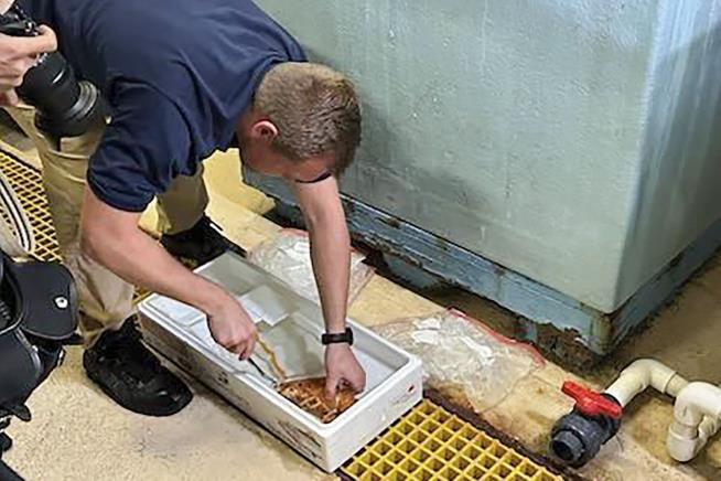 Rare Orange Lobster Saved From Dinner Plate by Broncos Fans