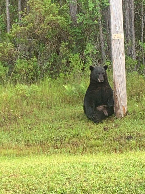 Don't Pose With 'Stressed, Depressed' Bear, Sheriff Warns