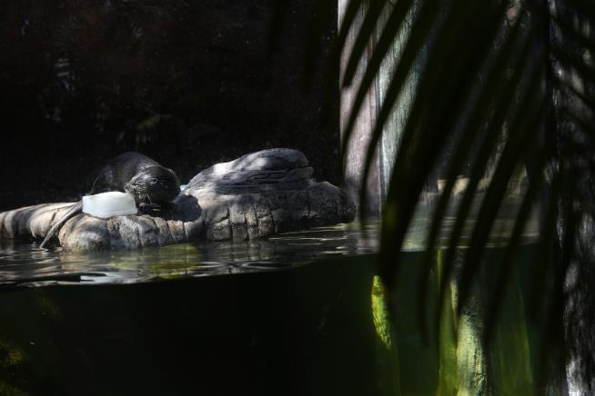 Amid Sultry Temps in Florida, Zoo Animals Get Special Treats