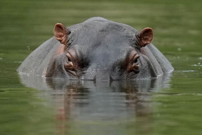 Escobar's Hippos Have Ecologists Worried