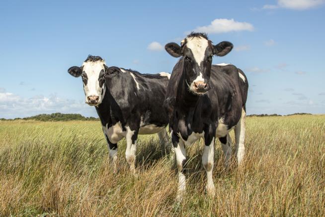 2 Cows Got Lost. Even Joaquin Phoenix Ended Up Involved