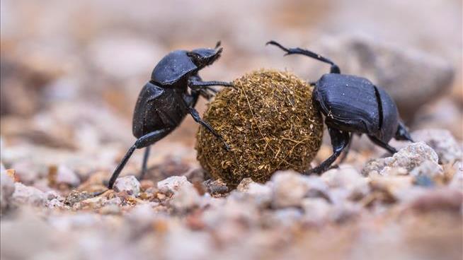 2M Dung Beetles Can Survive Off One Elephant