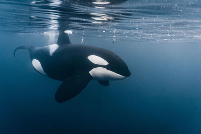 Killer Whales Sink Another Yacht