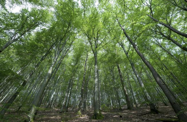 Researchers Unravel a Beech Tree Mystery