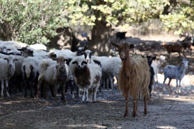 Greece Culls 8K Animals as 'Goat Plague' Spreads