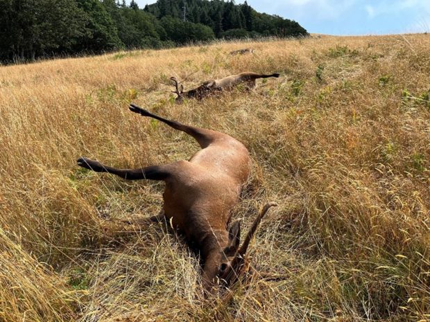 Officials Demand Answers in Shooting of National Park Elk