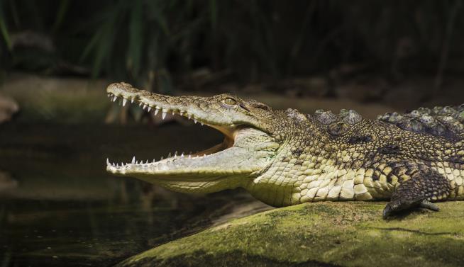 Human Remains Found in Croc After Tourist Falls Into River