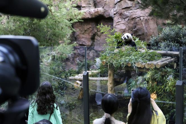 Giant Pandas Make Debut in San Diego