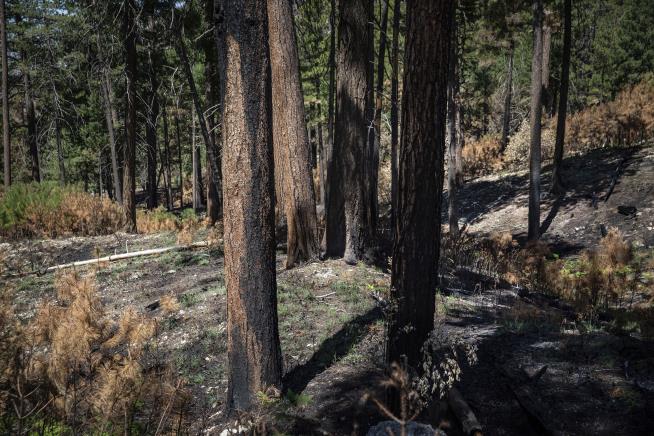 Trees May Hold Their Breath During Wildfires