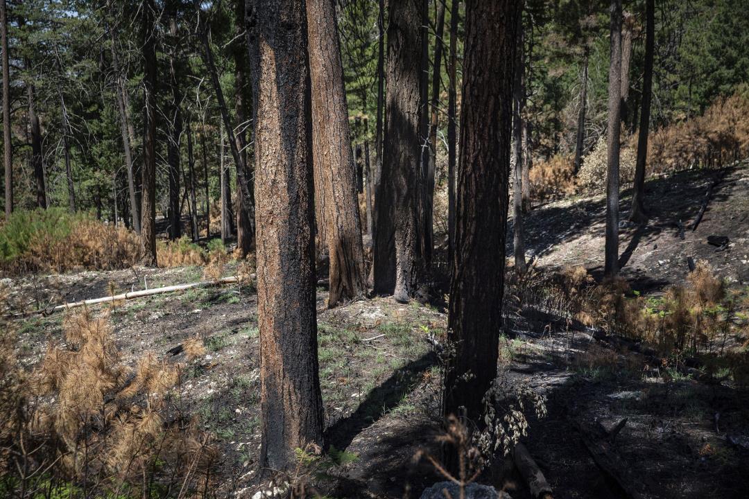 Trees can hold their breath during forest fires