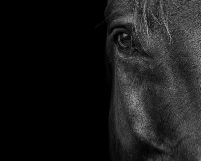 Horses May Be Smarter Than We Think