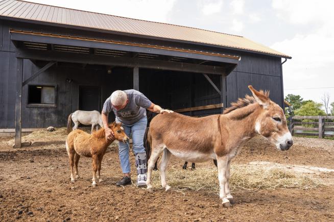 Miniature Farm Animals Grow in Popularity in US