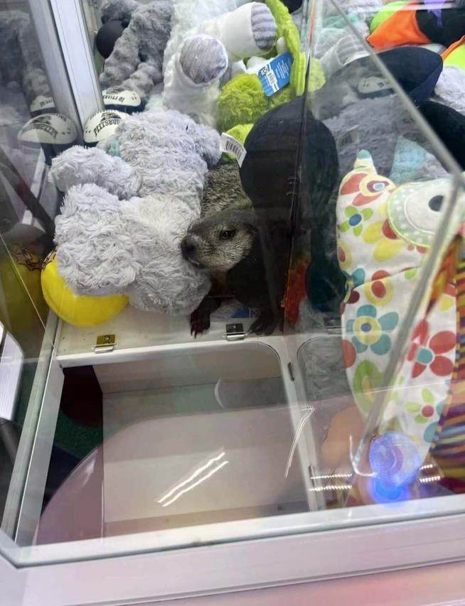 There's a Real Critter in This Claw Machine