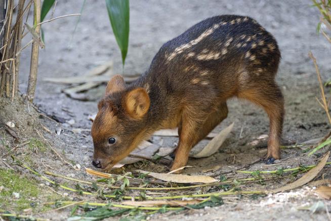 Tiny South American Deer Debuts at Queens Zoo